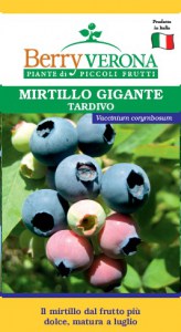 mirtillo giante tardivo Brigitta